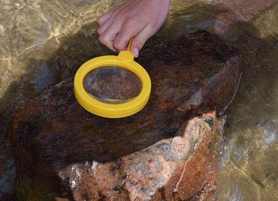 Podczas badania jezior udało się znaleźć pijawkę na kamieniu