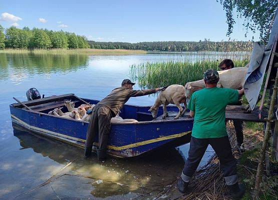 Załadunek owiec na łódź fot. Andrzej Penk