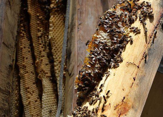 Pszczoły i plastry w kłodzie bartnej