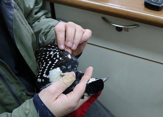 Grafika 8: Rozpoczęliśmy Akację Karmnik - obrączkowanie ptaków zimą.