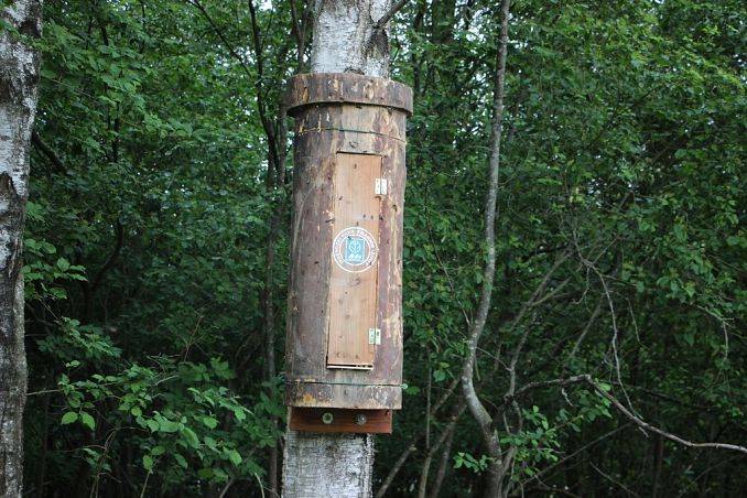 Ochrona owadów zapylających na obszarze Wdzydzkiego Parku Krajobrazowego grafika