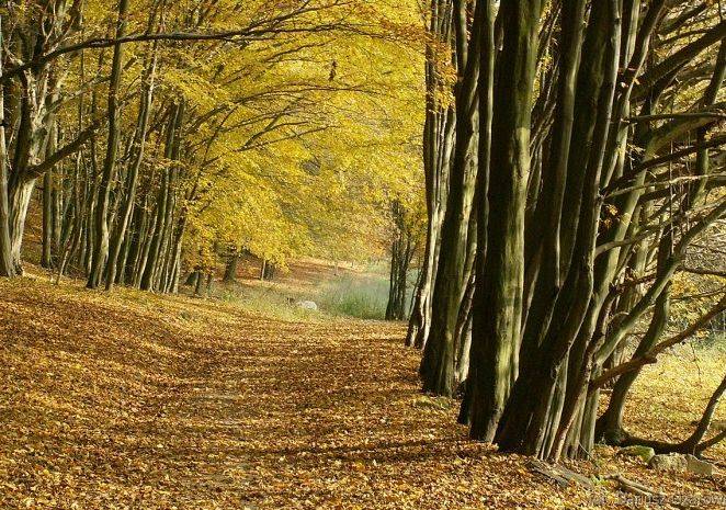 Grafika Konkurs fotograficzny „KRAJOBRAZ Z DROGĄ W TLE” czyli drogi leśne, polne i ścieżki Trójmiejskiego Parku Krajobrazowego
