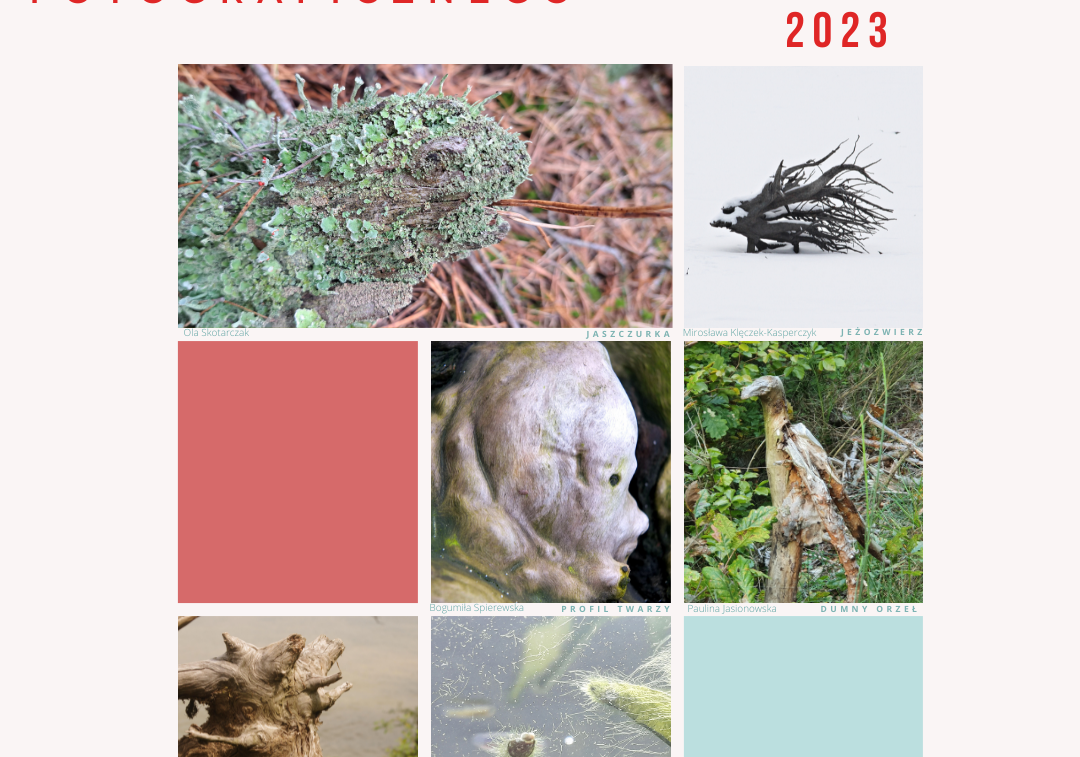 Grafika V edycja konkursu "Pareidolia w naturze"