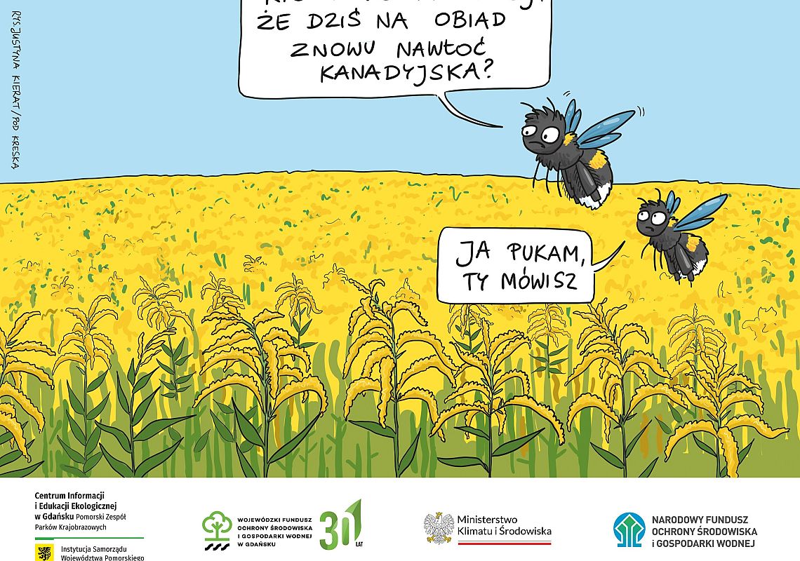 Łan nawłoci kanadyjskiej, ciągnące się po horyzont żółte pole, nad nim 2 trzmiele, chmurka z tekstem