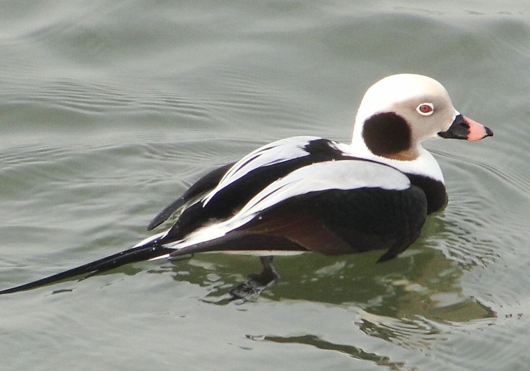 Zdjecie przedstawia ptaka, samca lodówki, unoszącego się na wodzie