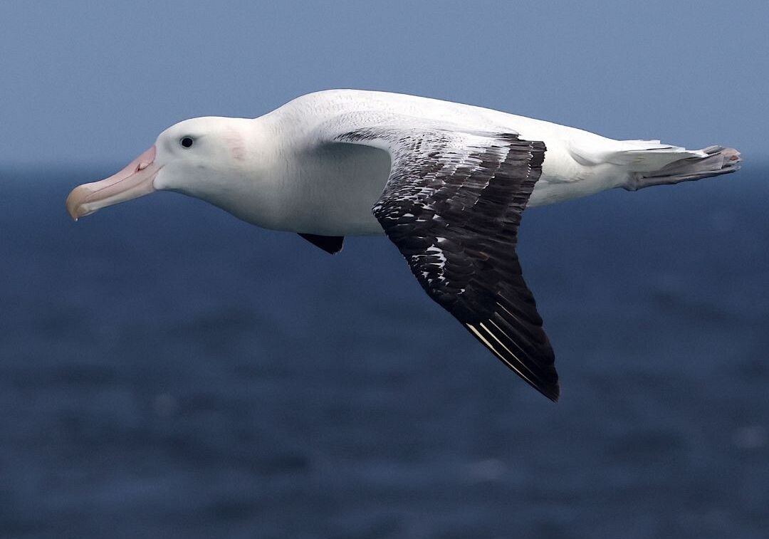 Zdjęcie przedstawia albatrosa wędrownego w locie.