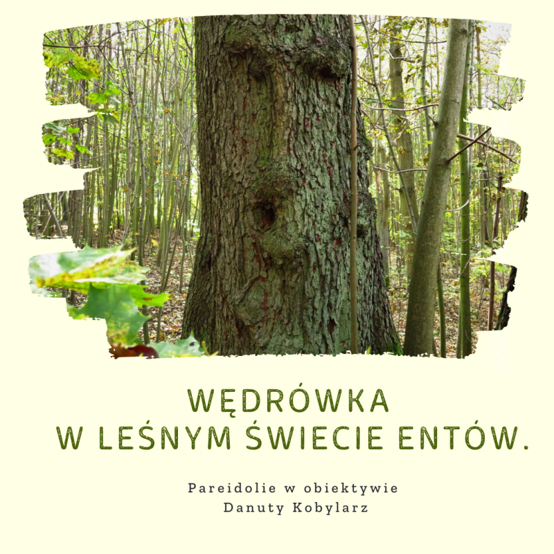 plakat zapraszający na spotkanie "Wędrówka w leśnym świecie Entów"