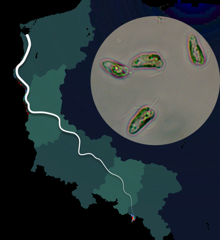 Grafika przedstawiająca przebieg Odry oraz pragment fitoplanktonu pod mikroskopem, autor Justyna Kobos