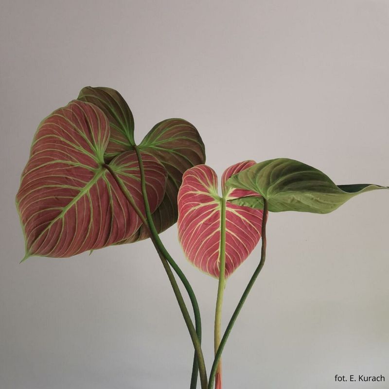 Zdjęcie przedstawia roślinę z rodziny obrazkowych