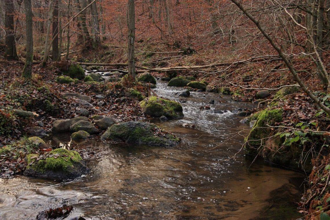 Na zdjęciu widać strumień płynący przez las. Na brzegu strumienia liczne kamienie porośnięte mchem.