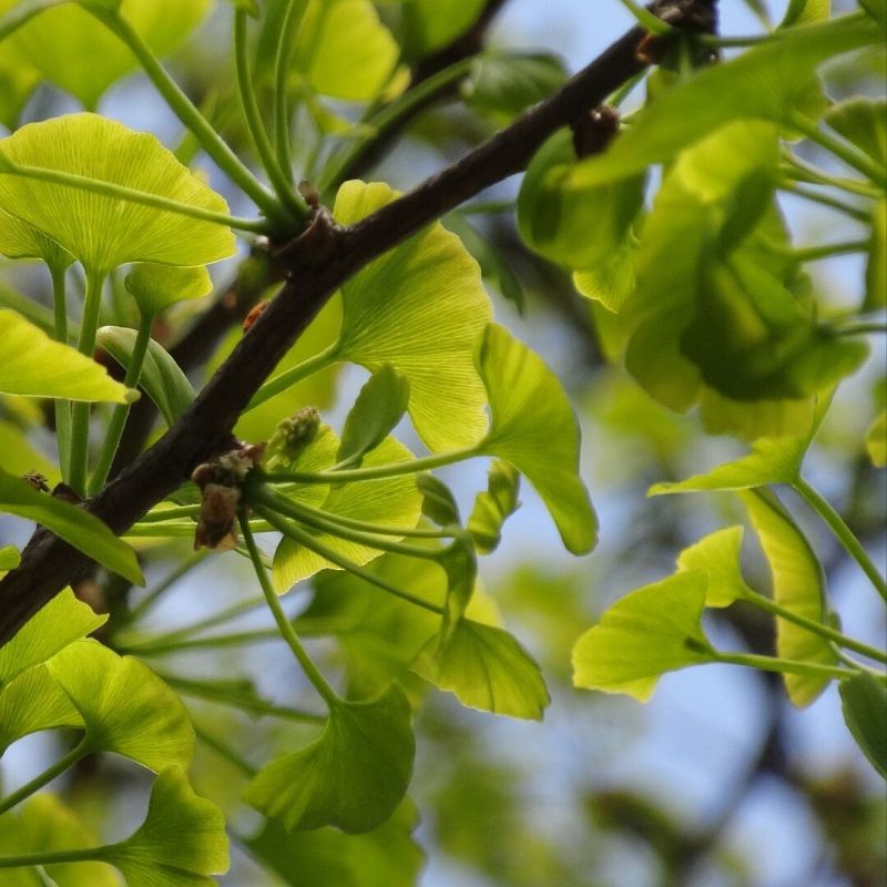 Zdjęcie przedstawia gałęź miłorzębu japońskiego na tle niebieskiego nieba