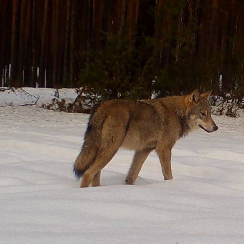 wizerunek wilka na śniegu uchwyconego fotopulapką