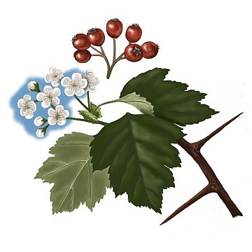 Grafika Przyroda jest w mieście