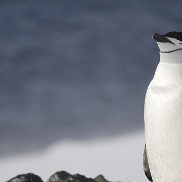 Grafika Antarctic Beauty, czyli opowieść o roku spędzonym w Antarktyce