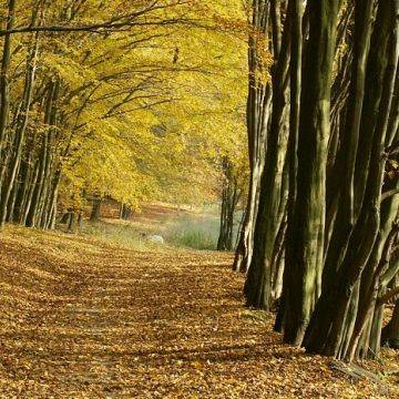 Grafika Konkurs fotograficzny „KRAJOBRAZ Z DROGĄ W TLE” czyli drogi leśne, polne i ścieżki Trójmiejskiego Parku Krajobrazowego