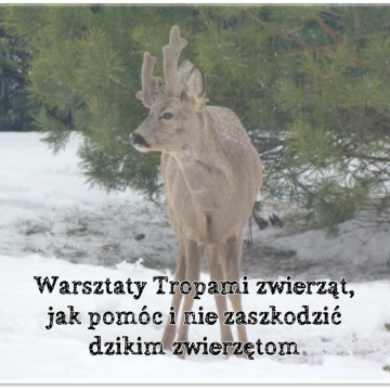 Grafika „Tropami zwierząt, jak pomóc i nie zaszkodzić dzikim zwierzętom”