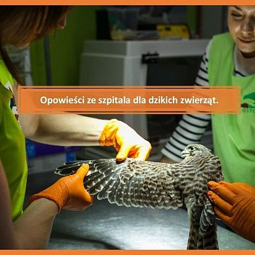 Grafika Opowieści ze szpitala dla dzikich zwierząt