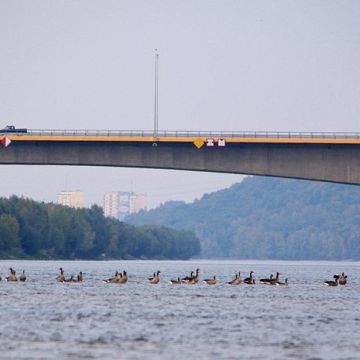 Grafika „Ptaki naturalnych siedlisk Dolnej Wisły” - Spotkanie czwartkowe.