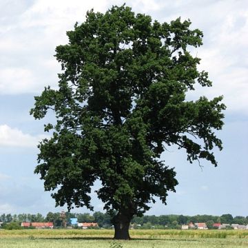 Grafika "Drzewa i krzewy bliżej nas" - bezpłatne szkolenie dla nauczycieli w Bolszewie