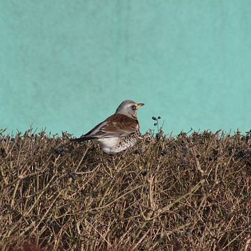 Grafika Kto z karmnika ziarno wyjada? - Spotkanie czwartkowe