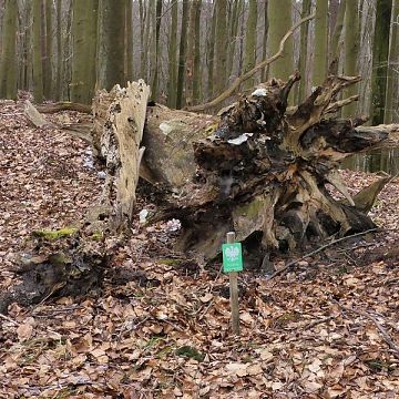 Grafika Trwają kontrole i znakowanie pomników przyrody w Trójmiejskim Parku Krajobrazowym