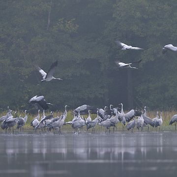 Grafika Monitoring noclegowisk żurawi w PKDS