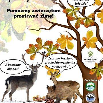 Grafika Czas rozpocząć akcję zbierania kasztanów i żołędzi!