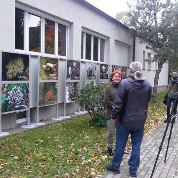 Grafika Duże zainteresowanie wystawą grzybów w Słupsku