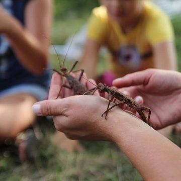 Grafika Bezkręgowce - niedoceniane cuda natury - cykl warsztatów dla szkół podstawowych i przedszkoli