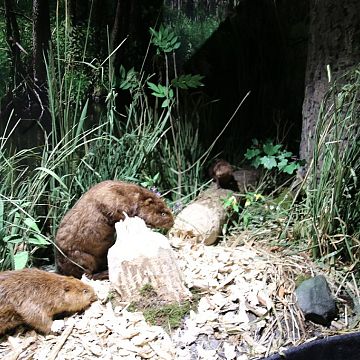 Już 8 lutego 2020 zapraszamy na 132 edycję rekreacyjnej imprezy na orientację "Z Głosem Pomorza w plener" Grafika Już 8 lutego 2020 zapraszamy na 132 edycję rekreacyjnej imprezy na orientację "Z Głosem Pomorza w plener"