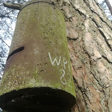 Grafika Chiropterofauna zasiedlająca budki we Wdzydzkim Parku Krajobrazowym