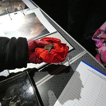 Grafika Relacja z Nadmorskiej Nocy Nietoperzy w NPK