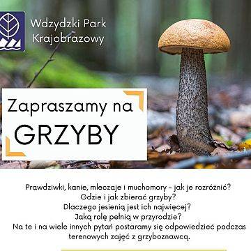 Zapraszamy na grzyby Grafika Zapraszamy na grzyby