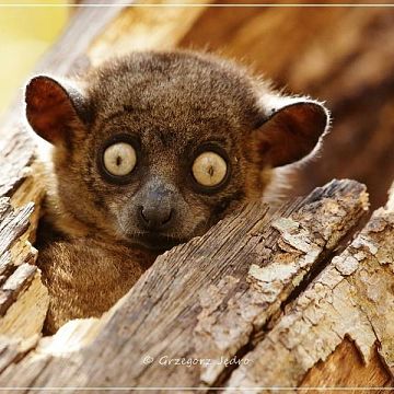 Grafika Madagaskar - wyspa sifak i tenreków