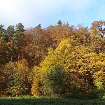 Natura naszym sprzymierzeńcem w budowaniu odporności Grafika Natura naszym sprzymierzeńcem w budowaniu odporności