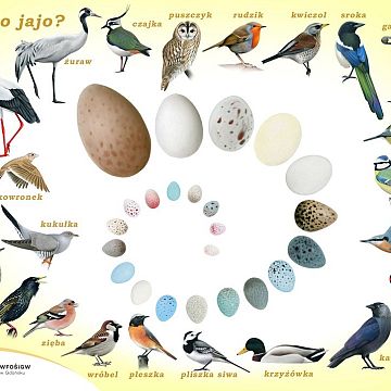 Akcja „Wielkanoc – NATURAlnie JAJO”! Grafika Akcja „Wielkanoc – NATURAlnie JAJO”!
