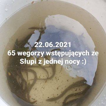 Na zalewającą nas falę upałów pozytywnie reagują….węgorzyki wstępujące! Grafika Na zalewającą nas falę upałów pozytywnie reagują….węgorzyki wstępujące!