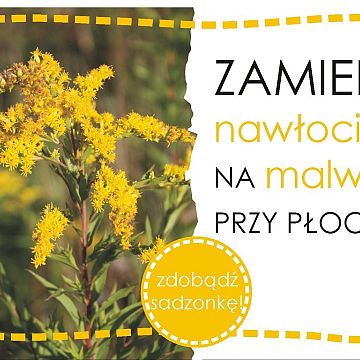 Grafika Zamień nawłocie na malwy przy płocie