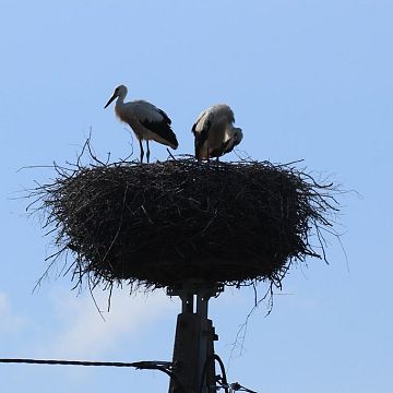 Monitoring zasiedlenia gniazd bociana białego w Trójmiejskim Parku Krajobrazowym i okolicach Grafika Monitoring zasiedlenia gniazd bociana białego w Trójmiejskim Parku Krajobrazowym i okolicach