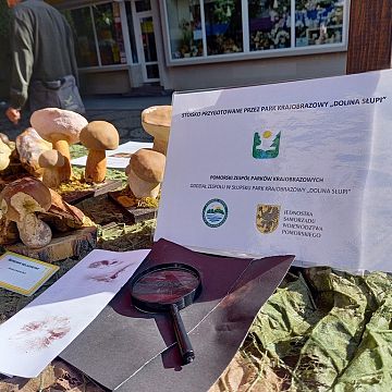 Wystawa grzybów, jak zwykle, wzbudziła duże zainteresowanie mieszkańców naszego miasta Grafika Wystawa grzybów, jak zwykle, wzbudziła duże zainteresowanie mieszkańców naszego miasta