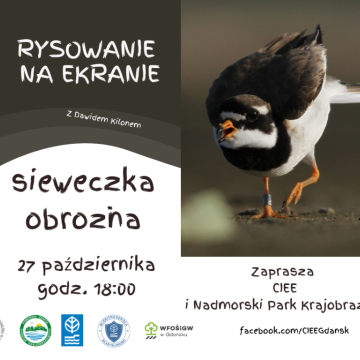Grafika Rysowanie na ekranie - sieweczka obrożna