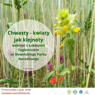 Chwasty – kwiaty jak klejnoty Grafika Chwasty – kwiaty jak klejnoty