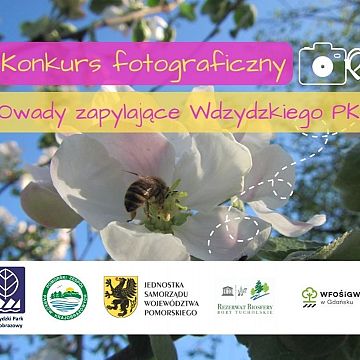Grafika Konkurs fotograficzny "Owady zapylające Wdzydzkiego Parku Krajobrazowego"