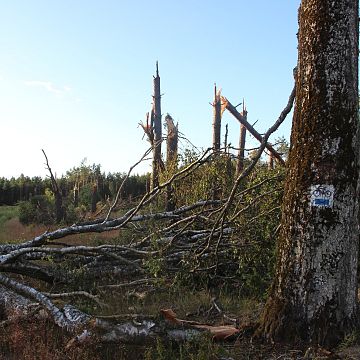 Grafika Skutki wichury we Wdzydzkim Parku Krajobrazowym