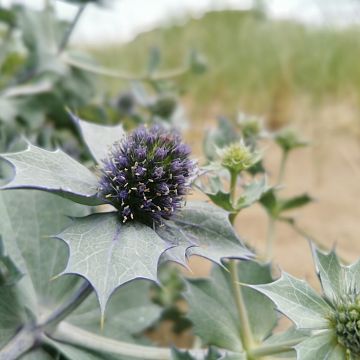 Grafika Rodzinna wyprawa - „Piaskiem pisane – z lunetą w świecie fok i sieweczek”