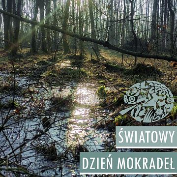Wśród moczarów, bagien i trzęsawisk – spacer mokradłowy Grafika Wśród moczarów, bagien i trzęsawisk – spacer mokradłowy