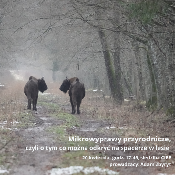 Mikrowyprawy przyrodnicze, czyli o tym co można odkryć na spacerze w lesie Grafika Mikrowyprawy przyrodnicze, czyli o tym co można odkryć na spacerze w lesie