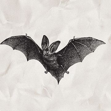 Grafika Skrzydlate noce w parkach