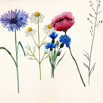 Grafika Łąka jak z obrazka-wciąż czekamy na Wasze zielniki!