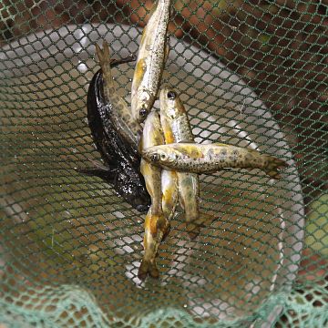 Grafika Warsztaty ichtiologiczne